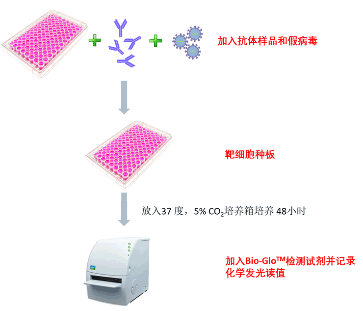 新冠病毒中和抗体活性检测服务流程和细节