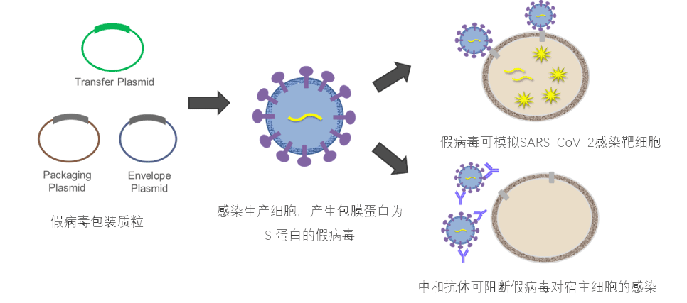 假病毒中和实验检测原理