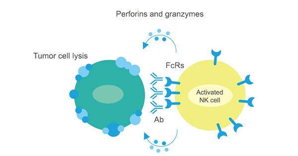 抗体Fc-FcγR介导的免疫细胞反应