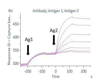 biacore 验证双抗结合实验