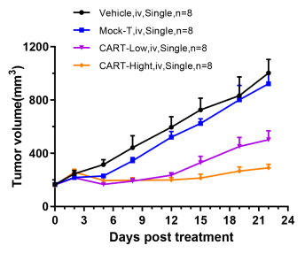 图A：实体瘤（MDA-MB-231），单剂量CAR-T治疗抑制体内肿瘤生长