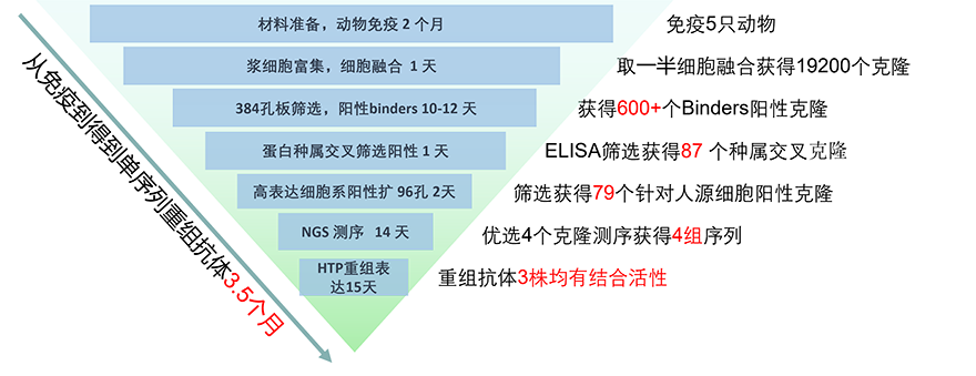 单跨膜靶点A小鼠抗体发现流程图