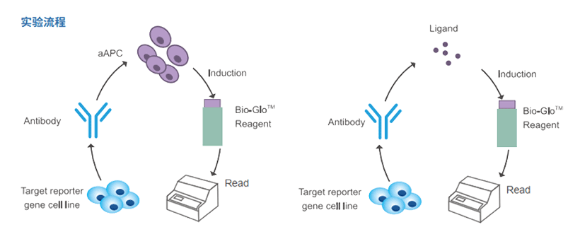 共刺激受体和免疫抑制受体的报告基因检测原理