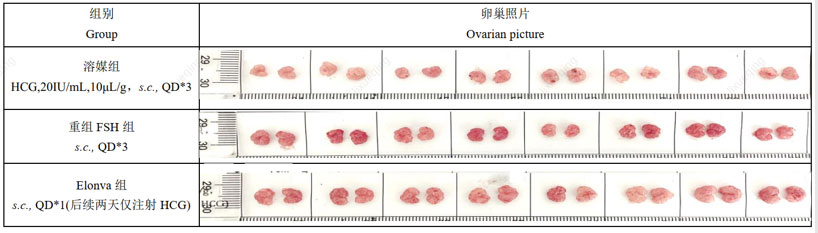 体内生物活性检测