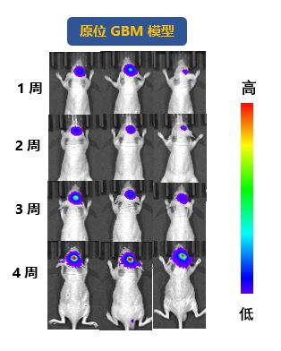 原位肿瘤和转移性肿瘤模型