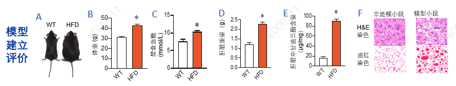 高血脂症模型（DIO）