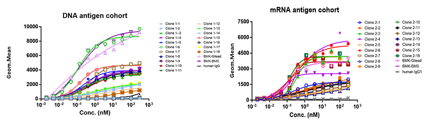 Binding to Hu CCR8